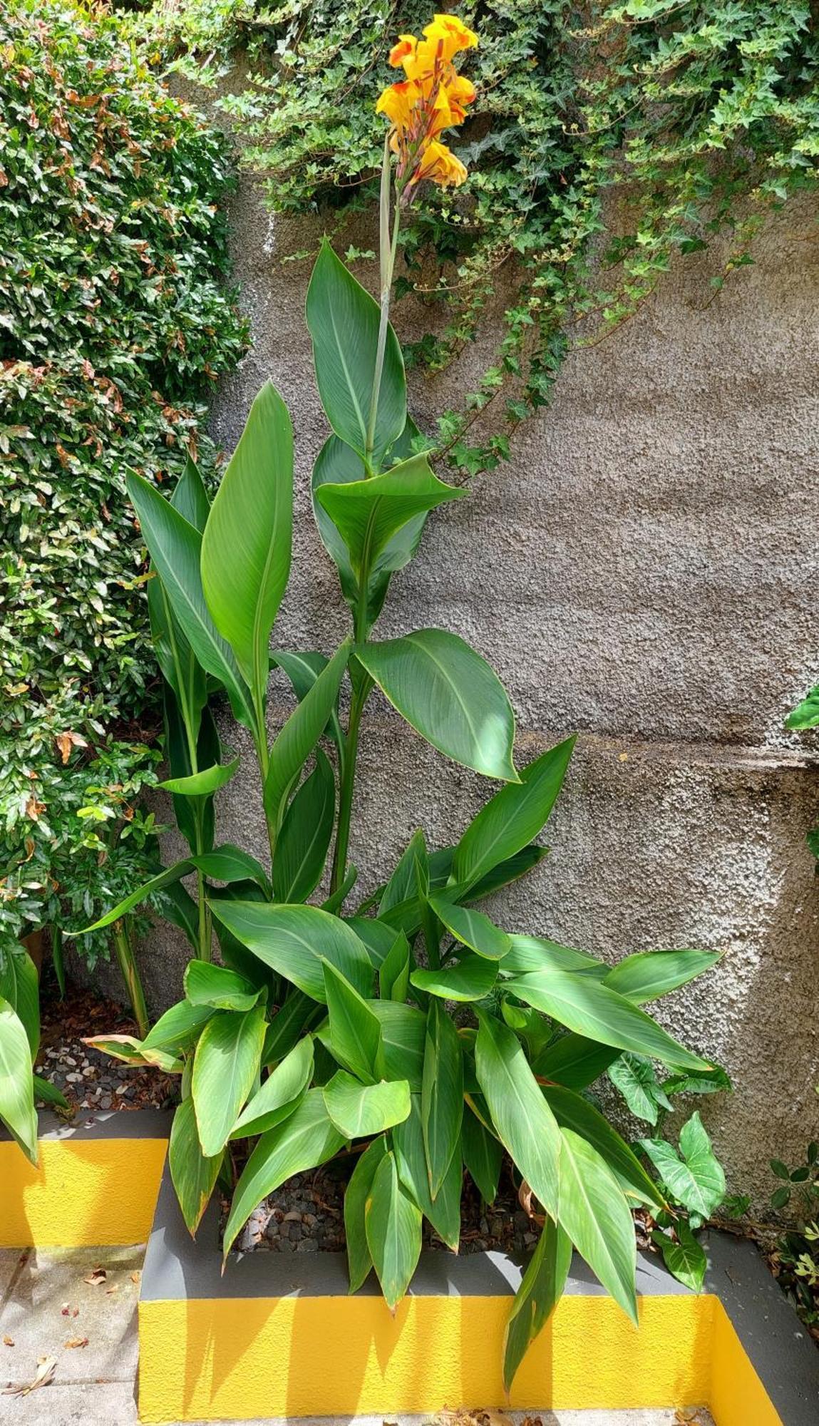 Villa Strelitzia Funchal  Zewnętrze zdjęcie