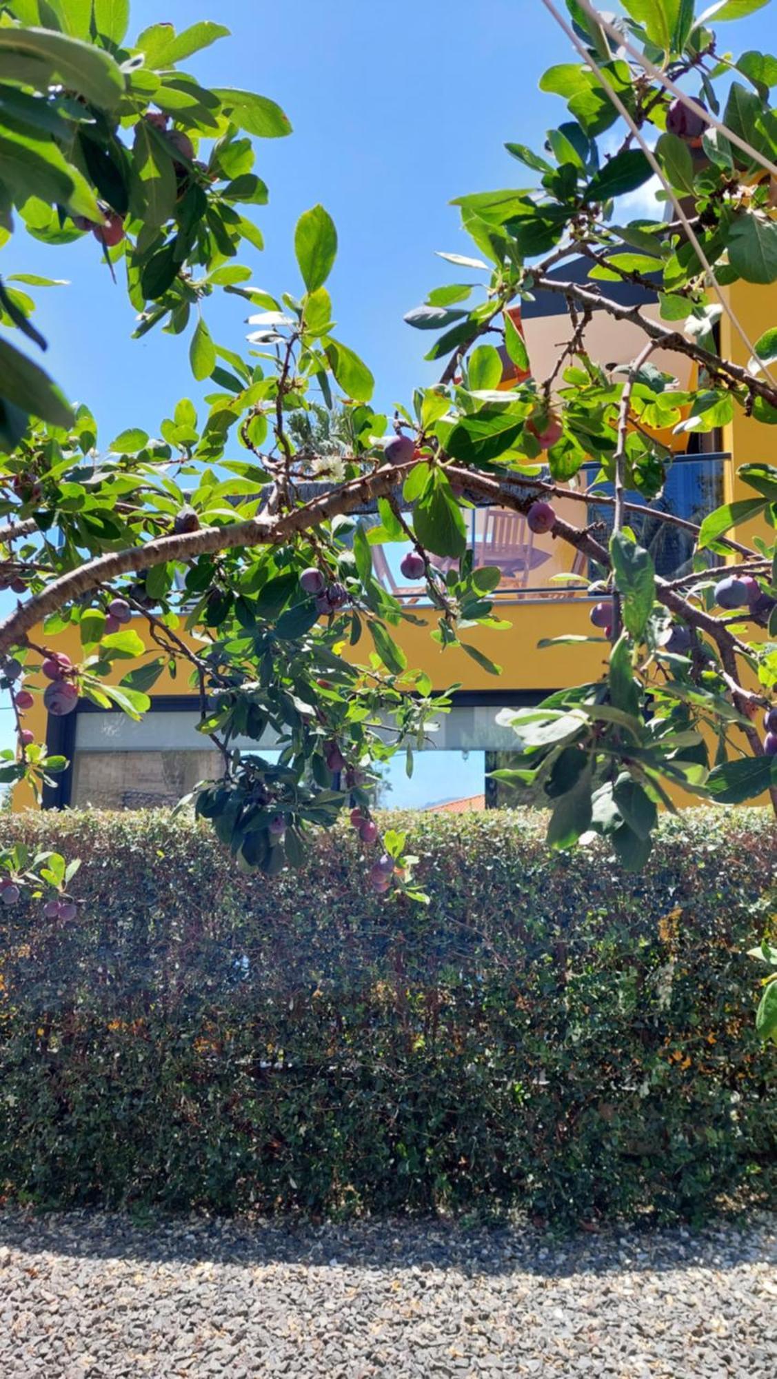 Villa Strelitzia Funchal  Zewnętrze zdjęcie